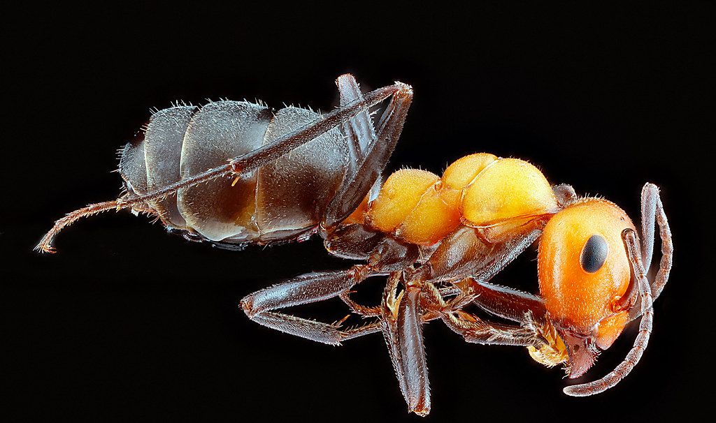 Ant Control service in Mansfield, OH