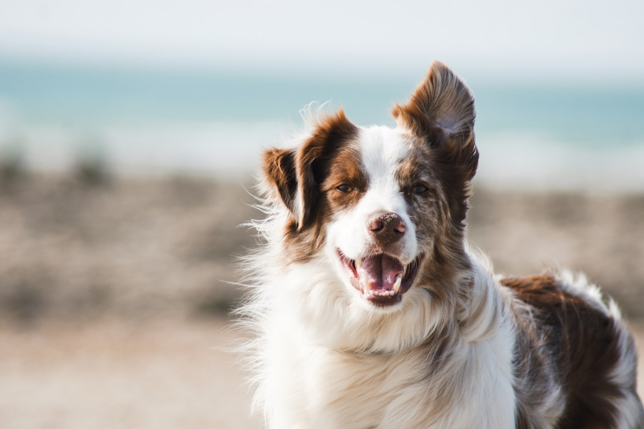 Flea & Tick Control service in Mansfield, OH