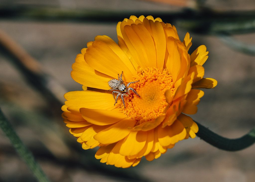 Spider Control service in Mansfield, OH